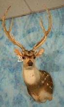 Beautiful Axis Deer Shoulder Taxidermy Trophy Mount