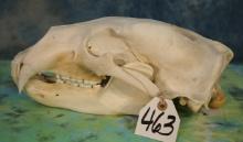 Legal Polar Bear Complete Skull Taxidermy **U.S. Residents Only!**