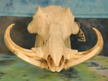 Complete Warthog Skull Taxidermy