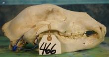 Complete Grizzly Bear Skull Taxidermy