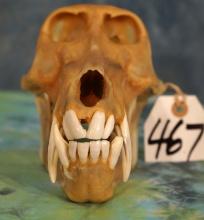 Complete Chacma Baboon Skull Taxidermy
