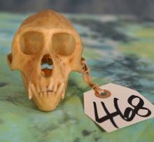 South African Complete Vervet Monkey Skull Taxidermy
