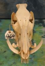 Wild Boar Complete Skull Taxidermy