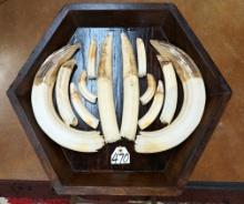 Complete Set of Hippo Tusk in Glass Top Table Taxidermy