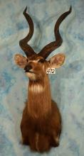 #4 All Time Record Book SCI African Zambezi Sitatunga Swamp Antelope Shoulder Taxidermy Mount