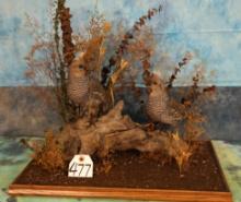 Pair of Blue Scaled Quail in Habitat with Glass Case Taxidermy Bird Mount