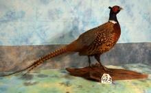 Brand New Ringneck Pheasant Taxidermy Bird Mount