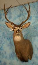 Nice size Colorado Mule Deer Shoulder Taxidermy Mount