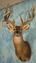 Big Droptine 13pts. Whitetail Deer Shoulder Trophy Taxidermy Mount