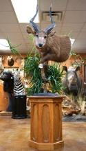 Half Body Record Book Sitatunga Swamp Antelope in Habitat Taxidermy Mount