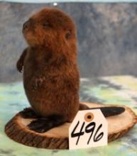 Baby Beaver Full Body Taxidermy Mount