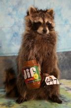 Brand New Raccoon Eating Peanut Butter Taxidermy Novelty Mount