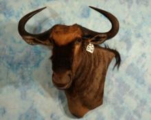 African Blue Wildebeest Offset Shoulder Wall Taxidermy Mount
