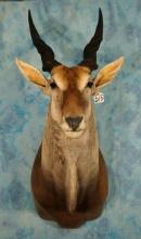 African Cape Eland Shoulder Taxidermy Mount