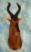 African Red Hartebeest Shoulder Taxidermy Mount