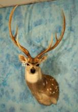 Record Class Axis Deer Shoulder Taxidermy Mount