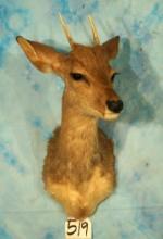 Brown Brockett Deer Shoulder Taxidermy Mount