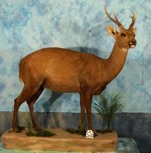 Full Body Australian Hog Deer Taxidermy Mount **Texas Residents Only!**