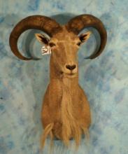 Aoudad Sheep Shoulder Taxidermy Ram Mount