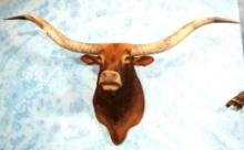 Texas Longhorn Shoulder Taxidermy Mount