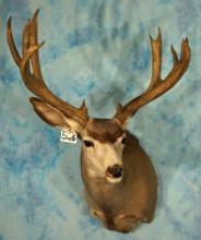 Mule Deer Shoulder Taxidermy Mount