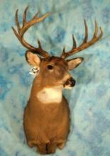 12pts. Northern Whitetail Deer Shoulder Taxidermy Mount