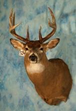 12pts. Canadian Whitetail Deer Shoulder Taxidermy Mount