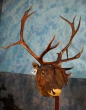 Very Unique Carved Wood Caribou Shoulder with Real Antlers Taxidermy