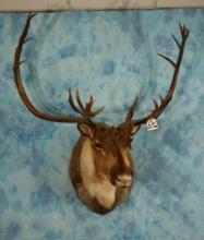 Barren Ground Caribou Shoulder Taxidermy Mount