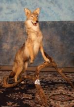 Beautiful Full Body Coyote Taxidermy Mount
