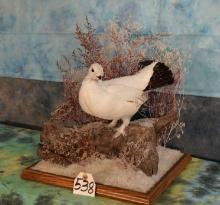 Gorgeous Alaskan Winter Phase Ptarmigan in Habitat Case Taxidermy Bird Mount