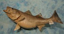 Big 37 1/4" Striped Bass Taxidermy Fish Mount