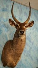 African Common Ringed Waterbuck Antelope Shoulder Taxidermy Mount
