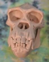 Cool and Complete Resin Reproduction of Gorilla Skull