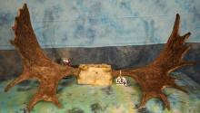 Nice Set of Shiras Moose Antlers on Skull Plate Taxidermy