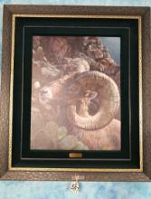 Beautiful Desert Bighorn Ram with Mountain Lion Framed Print called "Prickly Heat" by Vivi K. Cranda