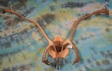 Caribou Antlers Mounted on Plaque Taxidermy