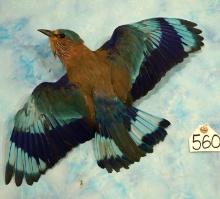 Gorgeous European Blue Roller Taxidermy Bird Mount