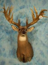 Large 22pts., 236 gross Whitetail Deer Shoulder Taxidermy Mount with Reproduction Antlers