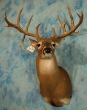 Big Flyer 14pts Whitetail Deer Shoulder Taxidermy Trophy Mount