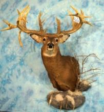 268 gross, 31pts. Northern Whitetail Deer Shoulder Taxidermy Mount with Reproduction Antlers