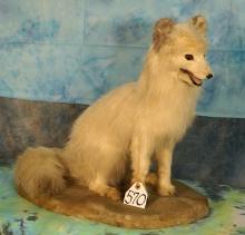 Full Body Artic Fox Taxidermy Mount
