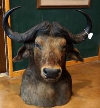 African Cape Buffalo Shoulder Pedestal Floor Taxidermy Mount