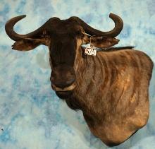 African Blue Wildebeest Offset Shoulder Taxidermy Mount