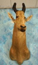 African Lelwel Hartebeest Shoulder Taxidermy Mount