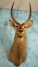 African Sing Sing Waterbuck Shoulder Taxidermy Mount
