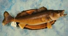 28 1/2" Real Skin Walleye Taxidermy Fish Mount