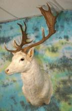 White European Fallow Deer Shoulder Taxidermy Mount