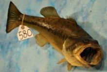 18" Real Skin Largemouth Bass Taxidermy Fish Mount