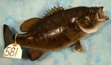 17" Real Skin Smallmouth Bass Taxidermy Fish Mount